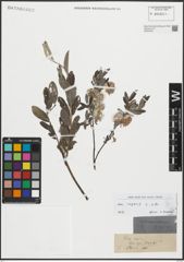 Foto von Salix repens L.